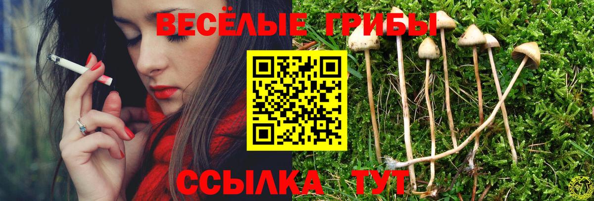 купить   Галлюциногенные грибы Cubensis  Рубцовск  Галлюциногенные грибы Cubensis 